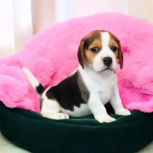 Beagle Mini Simplesmente Os Melhores.