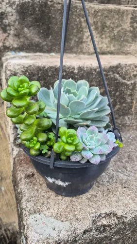 SUCULENTAS 