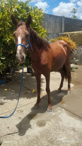 Égua mansa de montada 