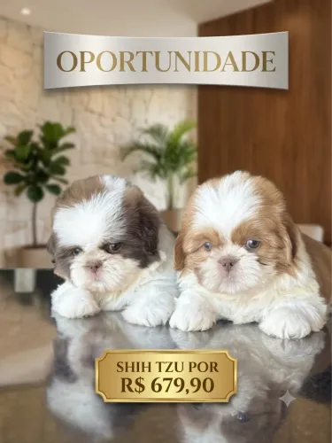 INCRIVEL! FILHOTES COM O MELHOR PREÇO, SHIHTZU, SHIH TZU