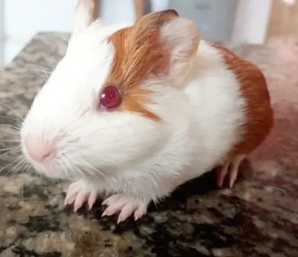 Vendo porquinho da india 