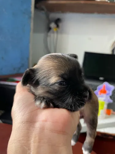 Shitzu 16 dias