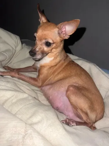 Pinsher 