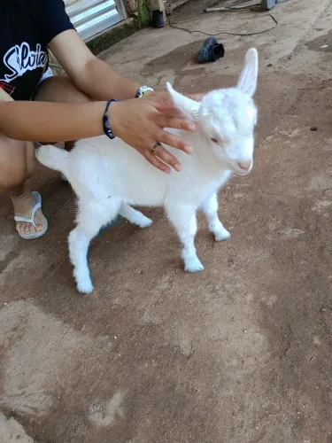 Cabrito