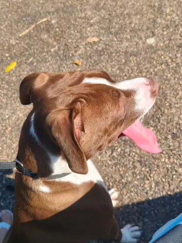 Pitbull fêmea 7 meses