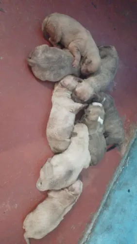 Vende se filhotes de cachorro raça pitmoster