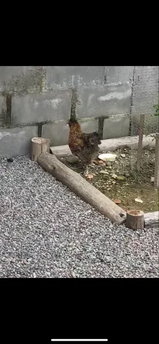 Galo sedosa e galinha