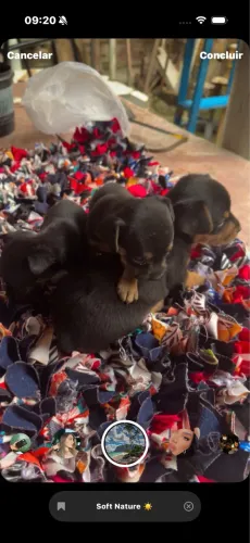 Filhotes fêmeas de pinscher
