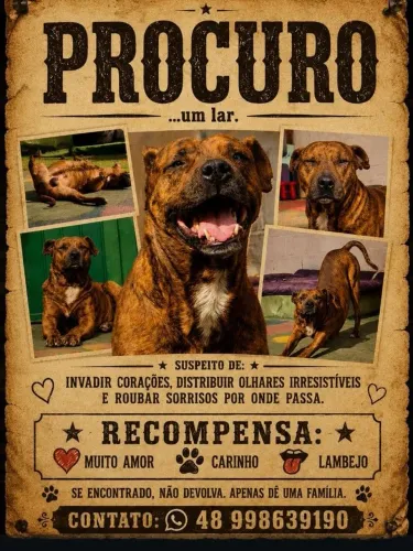 Cão dócil e amável