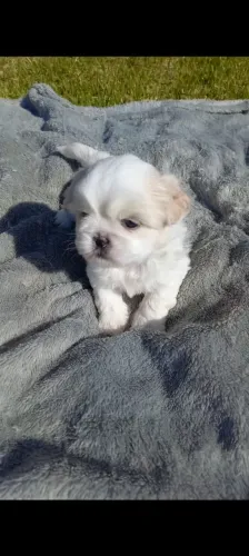 Filhote Shih Tzu à Venda ? Muito Amor em Forma de Pelos! ?