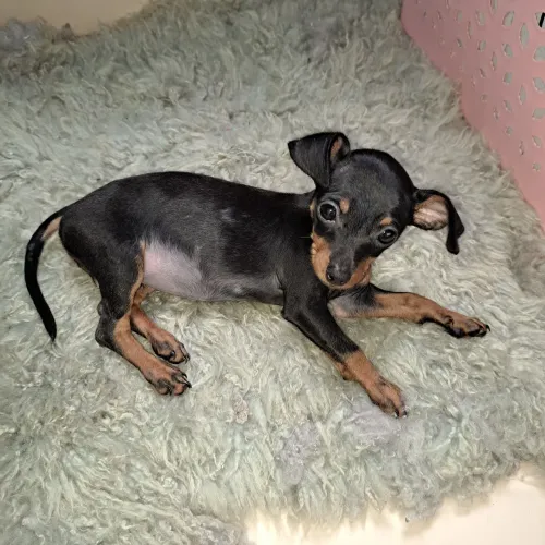 Pinscher zero com 2 meses