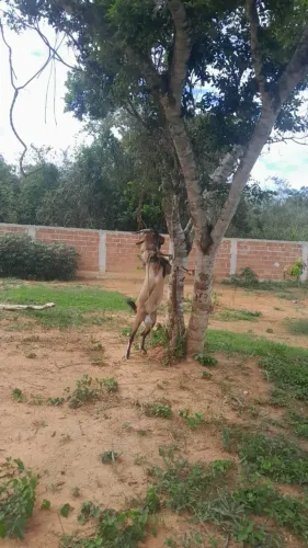 Bode e cabras