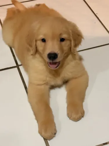 Golden Retriever