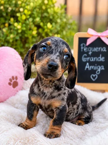 Salsicha Dachshund Perfeita!!