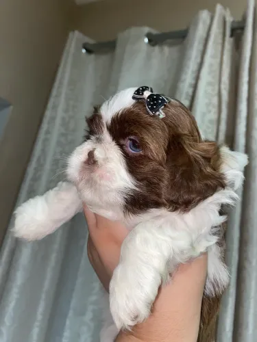 Shihtzu disponível estão com 30 dias hoje