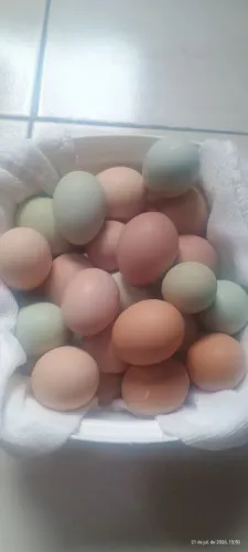 Ovos ? férteis balão sertanejo.