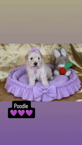 Poodle fêmea e macho disponível