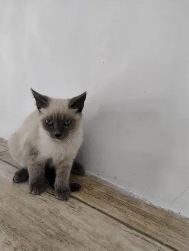 Doação de gatinhos