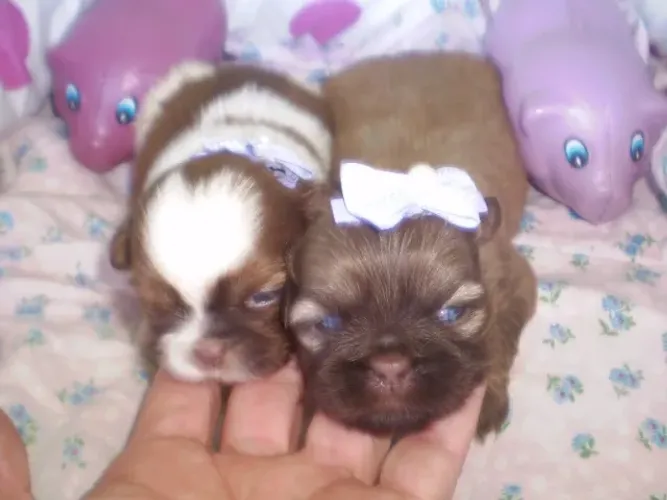 ShihTzu Cor Preta Femea/Macho  