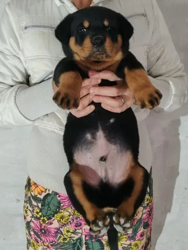 Rottweiler 