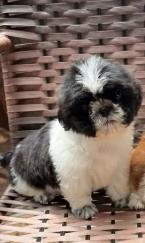 Shih Tzu - Filhotes pequenos Disponíveis