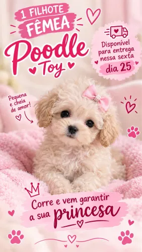 Poodle Fêmea Toy