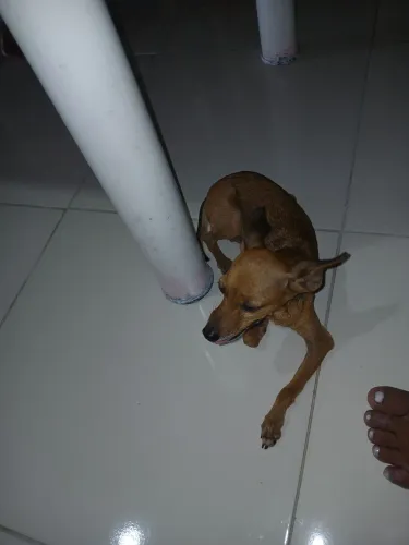 Vendo uma pinscher n 1 Ela é 500 pequena ela não é grande ela tá no cio