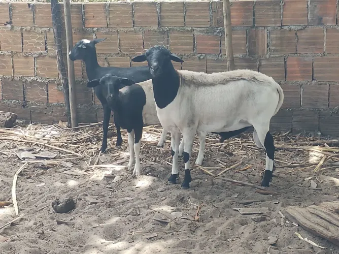 Carneiro 