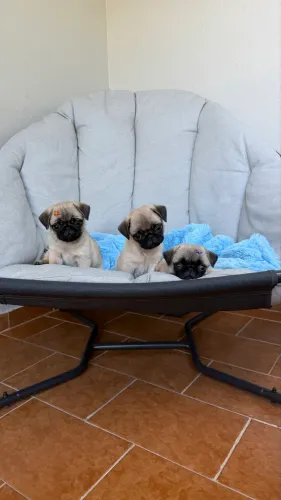 Filhotes de Pug 