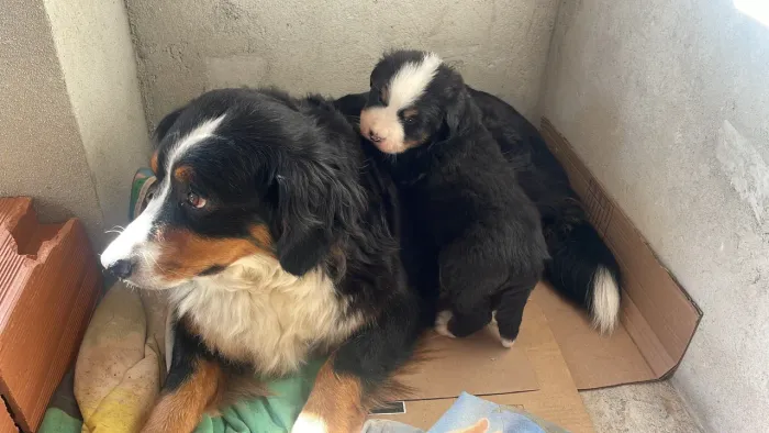 Berneses filhotes lindos