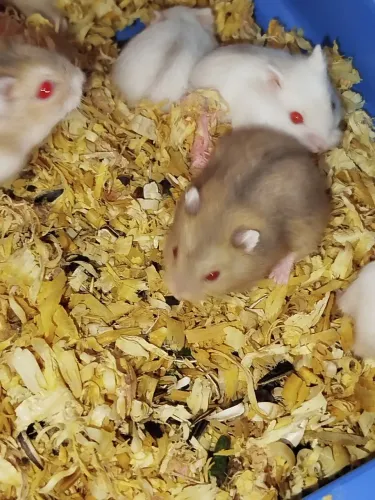 Hamster anão