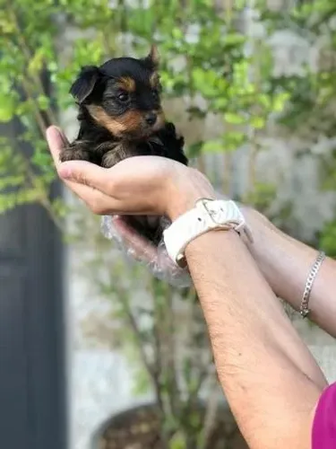 Yorkshire Filhote Lindo ? Uma Fofura para Fazer Parte da Sua Família