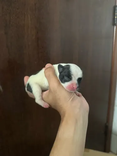 Bulldog Frances filhote