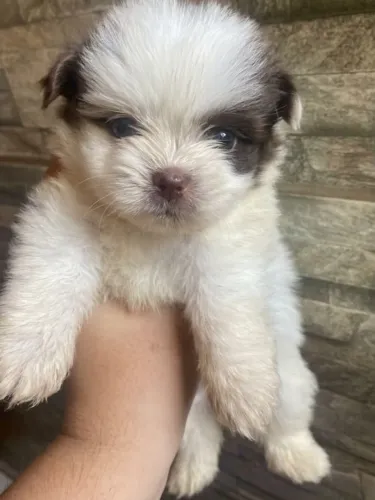 As 2 Raças Mais Fofas em 1 Só! Filhotes Micro (Spitz x Shih Tzu)