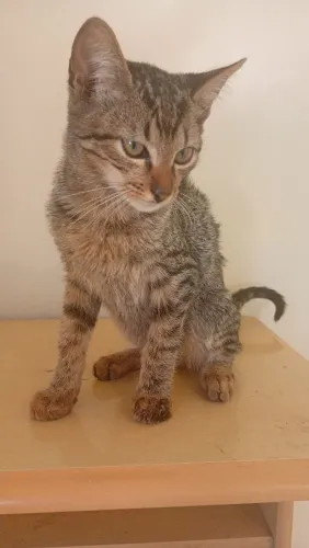 Gatinho rajadinho
