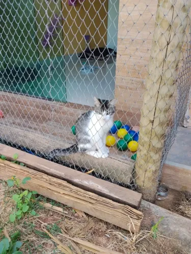 Lindo gatinho para adoção 