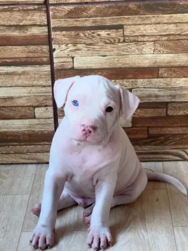 Filhote de Pitbull 