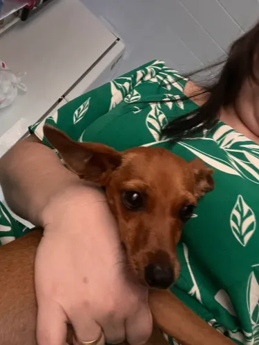 Cachorro pincher