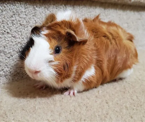 Hamister