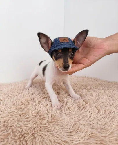 Mini Pinscher Carinhoso e Cheio de Personalidade