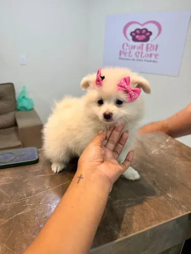 LULU DA POMERÂNIA FEMÊA MINI
