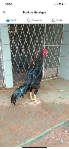 Galo shamo pra vender 