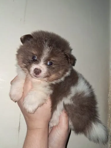 Lulu da Pomerânia