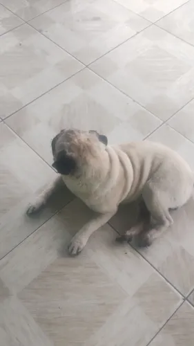 Vendo este Pug.