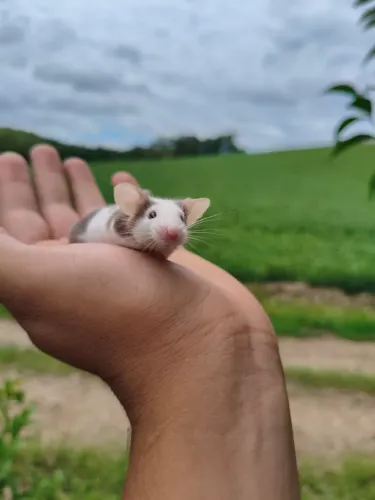 Camundongos (Entrego)