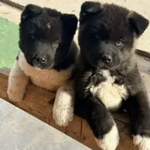 Akita Inu,Akita Inu Filhote Disponível Alta Qualidade