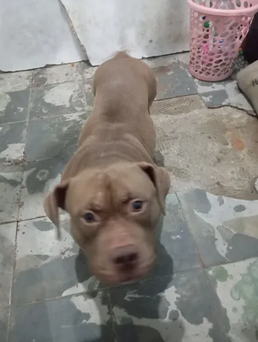 Pitbull doação 