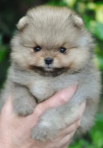 Spitz alemão anão (Lulu da pomerania ) puros