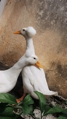 Casal marrecos de pompom