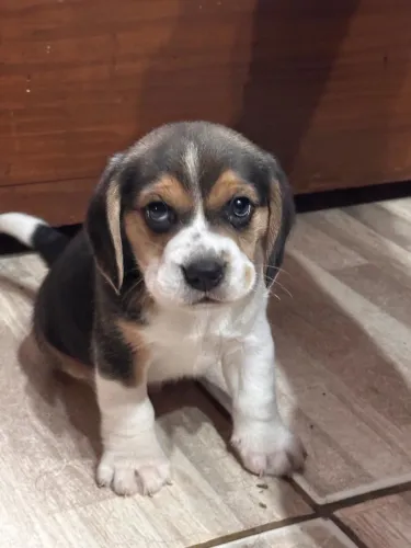 Beagle